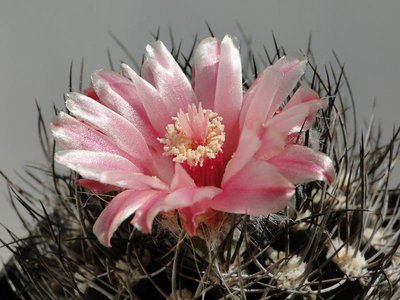 Eriosyce taltalensis, Esmeralda (Np. taltalensis) 2012 Mai24-8.jpg