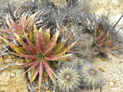 Deuterocohnia chrysantha mit Copiapoa grandiflora