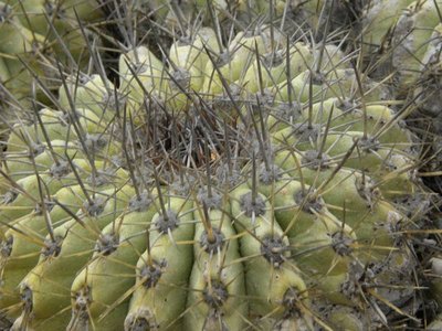 Copiapoa grandiflora