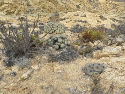 Copiapoa longistaminea mit Copiapoa grandiflora