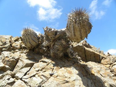 Copiapoa grandiflora ritteri ?