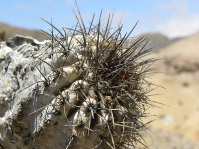 Copiapoa grandiflora ritteri ?