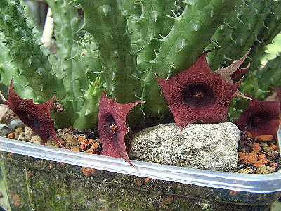 Huernia macrocarpa, ein Massenblüher