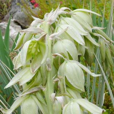 154 P1090050c Yucca spec. Bild 1. Juni 2012 Blüte vergrößert.jpg