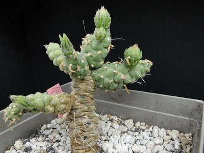 Austrocylindropuntia verschaffeltii 2012 Juno01-1.jpg