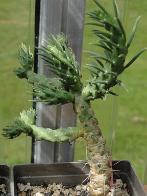 Austrocylindropunta verschaffeltii 2011 Juli27.jpg