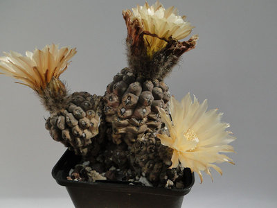 Eriosyce napina (Nc. napina 86 HH) 2012 Mai26-2.jpg