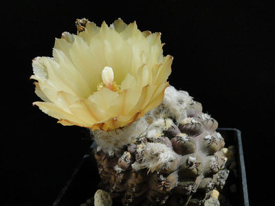 Eriosyce napina exBudich 2012 Juno01-2.jpg