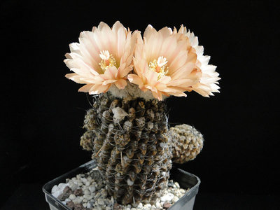Eriosyce napina v. spinosior HH 2012 Juno01-1.jpg