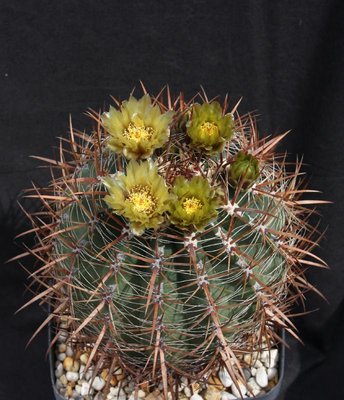 Feroc_viridescens_var_littoralis_3528-a.jpg