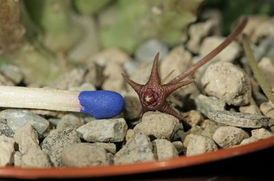 Stapelia parvula (FH11,010) 012.JPG