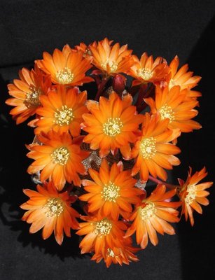 Rebutia_heliosa_3573-a.jpg