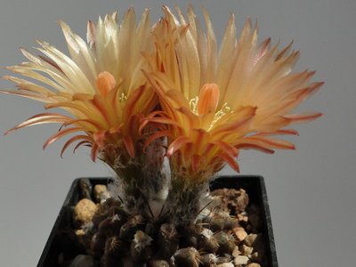 Eriosyce heinrichiana FK177 2012 Mai27-2.jpg