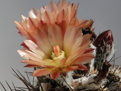 Eriosyce heinrichiana (Nc. wagenknechtii HH) 2012 Mai27-3.jpg