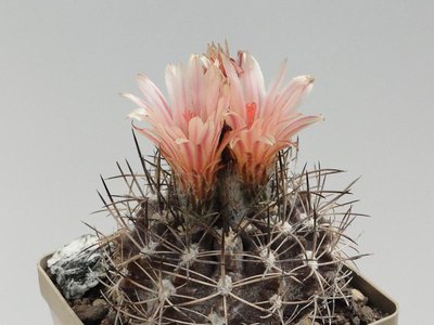 Eriosyce crispa ssp. atroviridis FK65-77 2011 Juli05-4.jpg