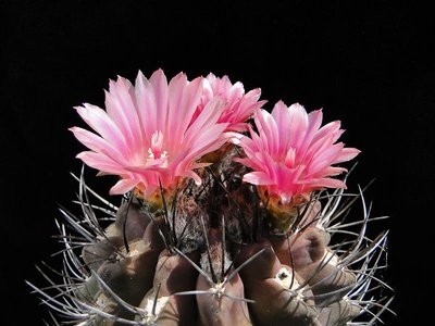 Eriosyce heinrichiana ssp. intermedia (Nc. jussieui HH) 2011 Juno18-3.jpg