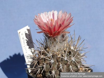 Eriosyce heinrichiana v. setosiflora FK11 2010 Juni21 019_klein.jpg