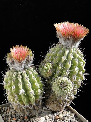 Eriosyce simulans (Nc. pseudocoquimbana HH) 2011 Juno04-5.jpg