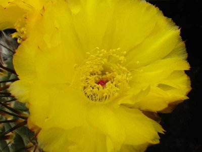 Acanthocalycium_griseum_P49_ 2(1).JPG