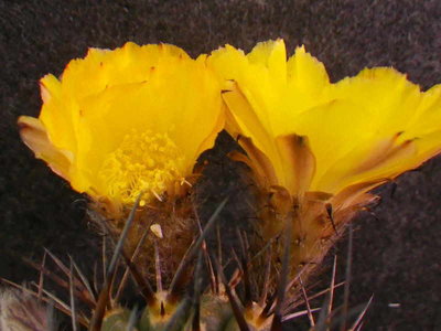 Acanthocalycium_griseum_P49 (7).JPG