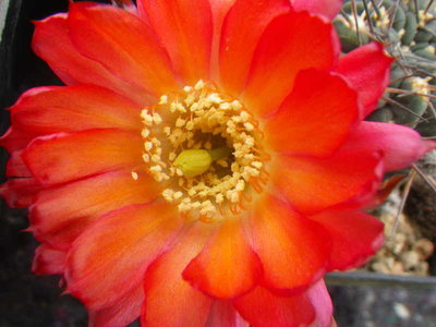 Acanthcalycium_glaucum_rubriflorum (2).JPG