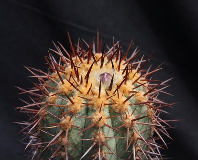 Copiapoa_calderana_K2_Hügel östlich Chanaral_4061-a.jpg