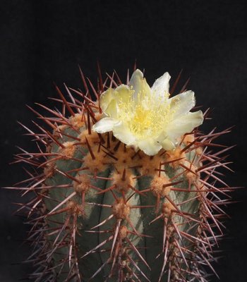 Copiapoa_calderana_K2_Hügel östlich Chanaral_4281-a.jpg