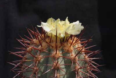 Copiapoa_calderana_K2_Hügel östlich Chanaral_4344-a.jpg
