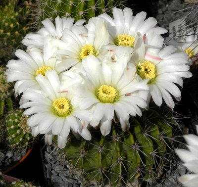 Acanthocalycium spiniflorum klimpelianum P91