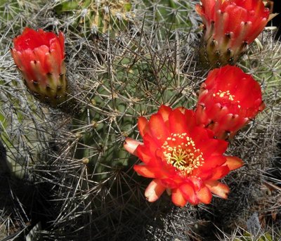 Acanthocalycium variiflorum