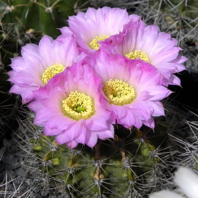 Acanthocalycium peitscherianum