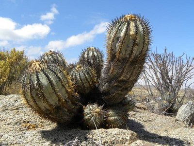 Copiapoa calderana