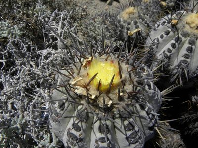 Copiapoa calderana