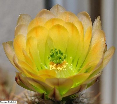 echinocereus 003.JPG