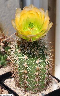 echinocereus 002.JPG