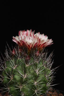 Eriosyce taltalensis ssp. paucicostata 06.JPG
