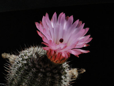 Notocactus roseiflorus 2012 Juno21-4.jpg