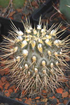 Eriosyce setosiflora 01.jpg
