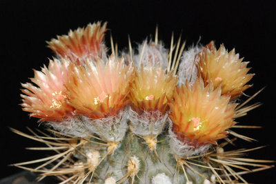 Eriosyce setosiflora 02.JPG