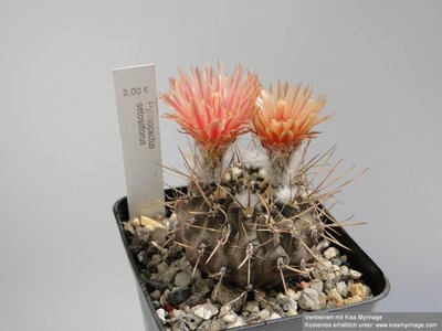 Eriosyce heinrichiana v. setosiflora (Py. setosiflorus) 2010 Juli3 012_klein.jpg