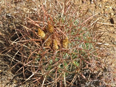Fero viridescens ssp littoralis, Puerto Santo tomas, BCN