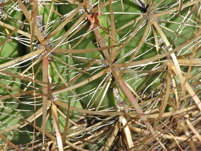 Fero viridescens ssp littoralis, Puerto Santo tomas, BCN