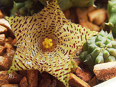 Huernia kennedyana.jpg