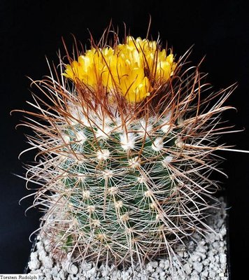 Parodia krahnii WK 167.JPG
