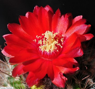 Parodia HT 15 278.JPG
