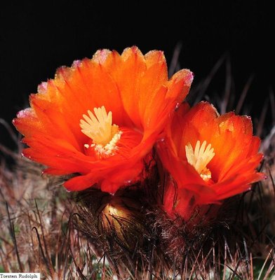 thelo und parodia 086.JPG