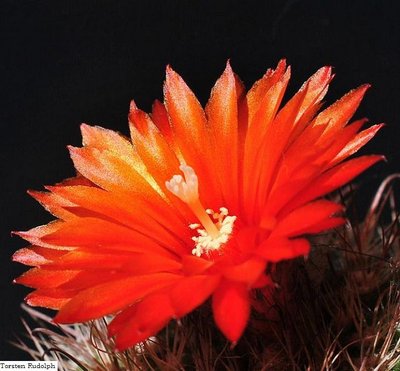 Parodia cebilarensis KB 23 130.JPG