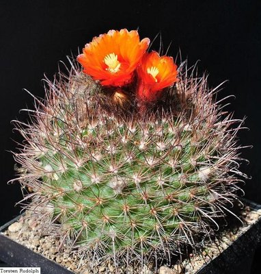 P. rubristaminea FK83 077.JPG