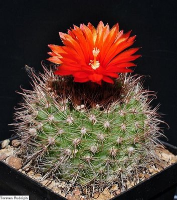 Parodia cebilarensis KB 23.JPG