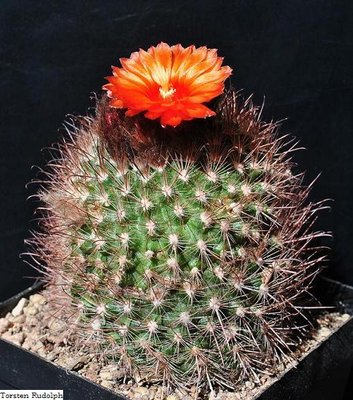 P. rubristaminea FK83 156.JPG